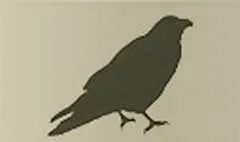 カラス