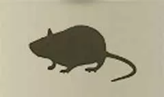ネズミ
