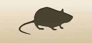 Rat