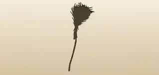 Broom