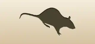 Rat