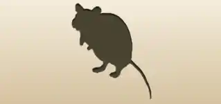 Rat