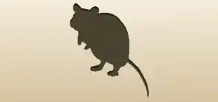 Rat