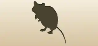Rat
