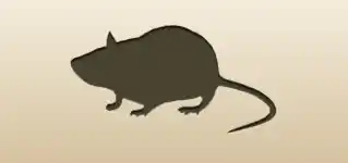 Rat