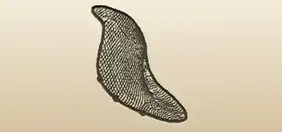 Net silhouette