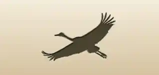 Crane silhouette
