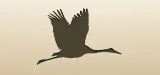 Crane silhouette