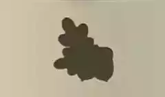 ドングリ