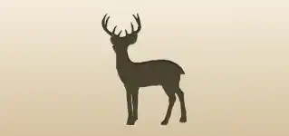 Reindeer