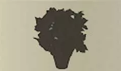 ポインセチア
