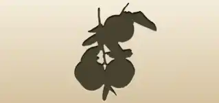 みかん