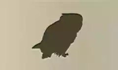 フクロウ