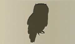 Owl silhouette