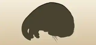 Ferret silhouette