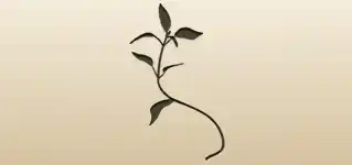 Seedling silhouette