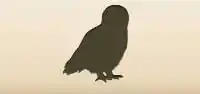 フクロウのシルエット