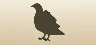 伝書鳩