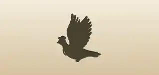 伝書鳩