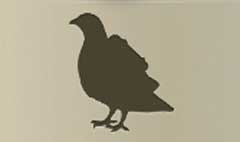 Carrier Pigeon silhouette