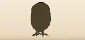 フクロウ