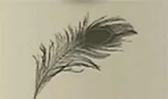 Feather