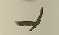 鳥