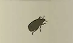 甲虫