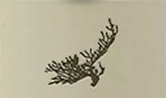 サンゴ