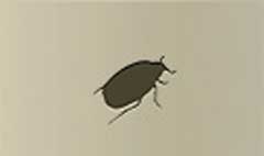 Beetle silhouette