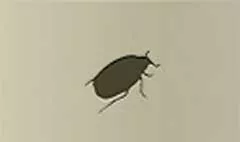 甲虫
