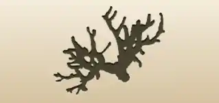 Coral