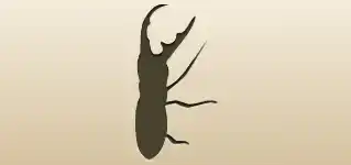 Beetle