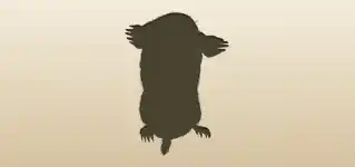 Mole