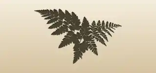 Fern