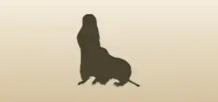 Gophers
