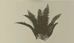 Fern silhouette