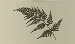 Fern silhouette
