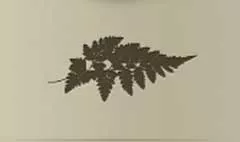 Fern silhouette