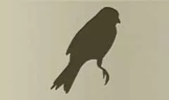 Canary silhouette