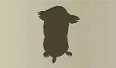 Mole silhouette