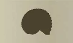 Nautilus Shell silhouette