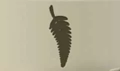 Fern silhouette