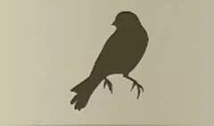 Canary silhouette