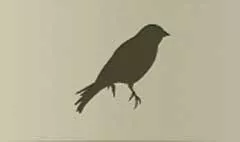 Canary silhouette