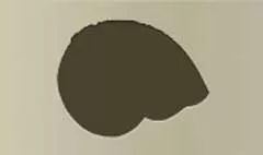 Nautilus Shell silhouette