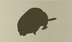 Mole silhouette