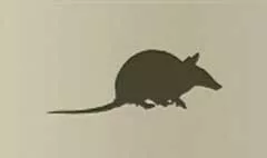 Armadillo silhouette