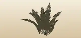 Fern