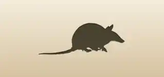 Armadillo